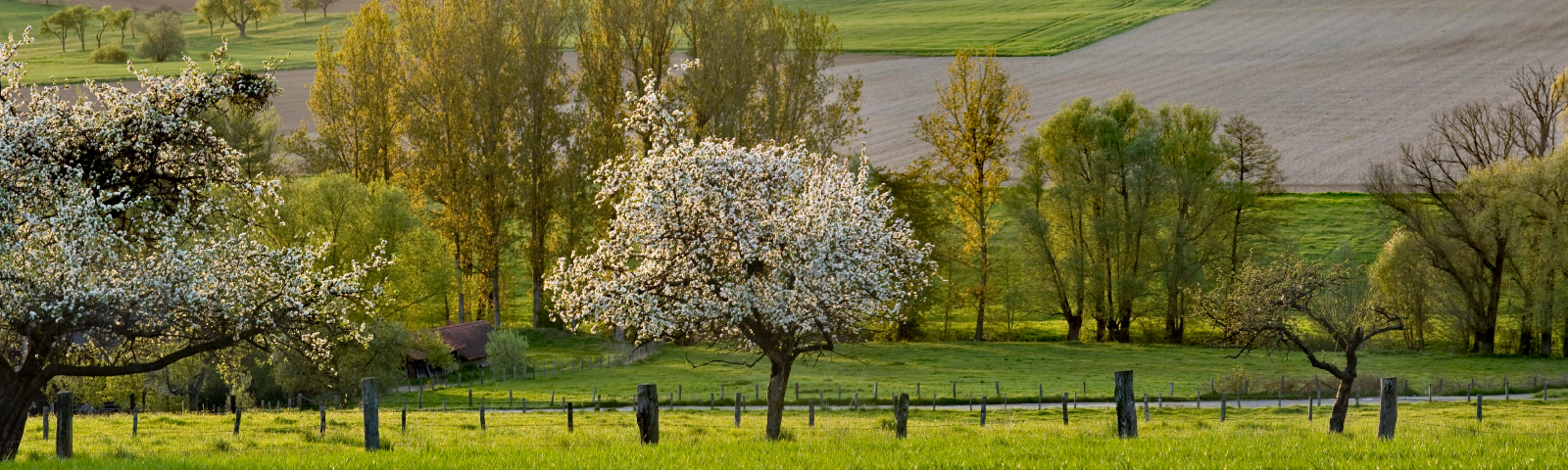 Paysage d'Alsace Bossue