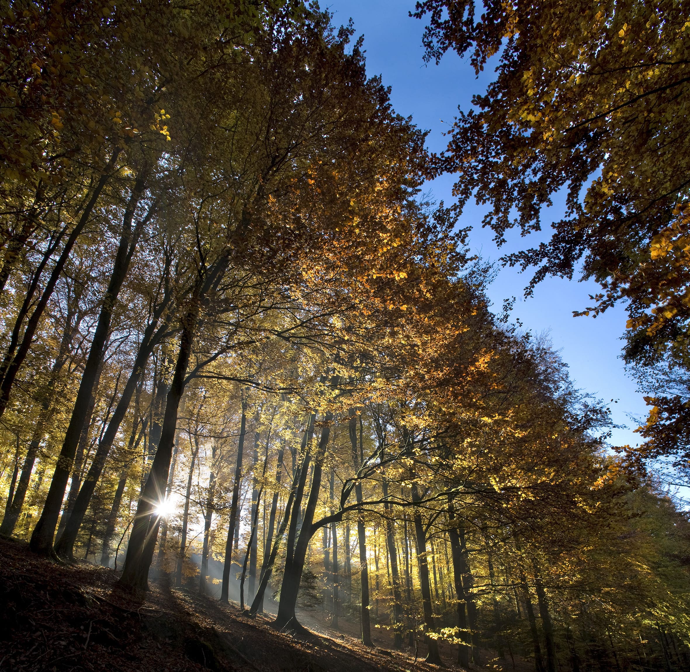 Vue de la forêt de la Heidenkirch