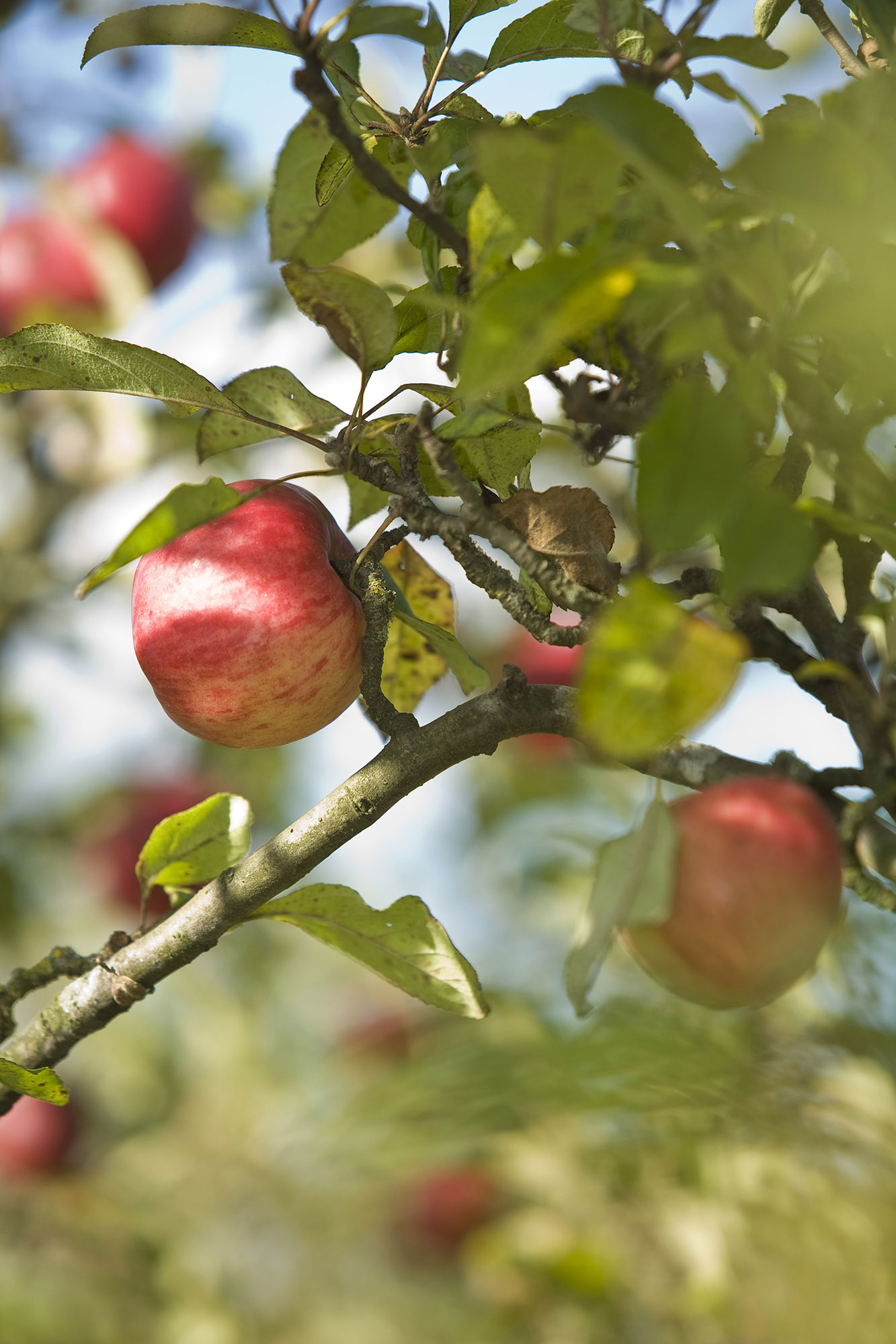 Vergers d'Alsace Bossue et ses belles pommes de saison