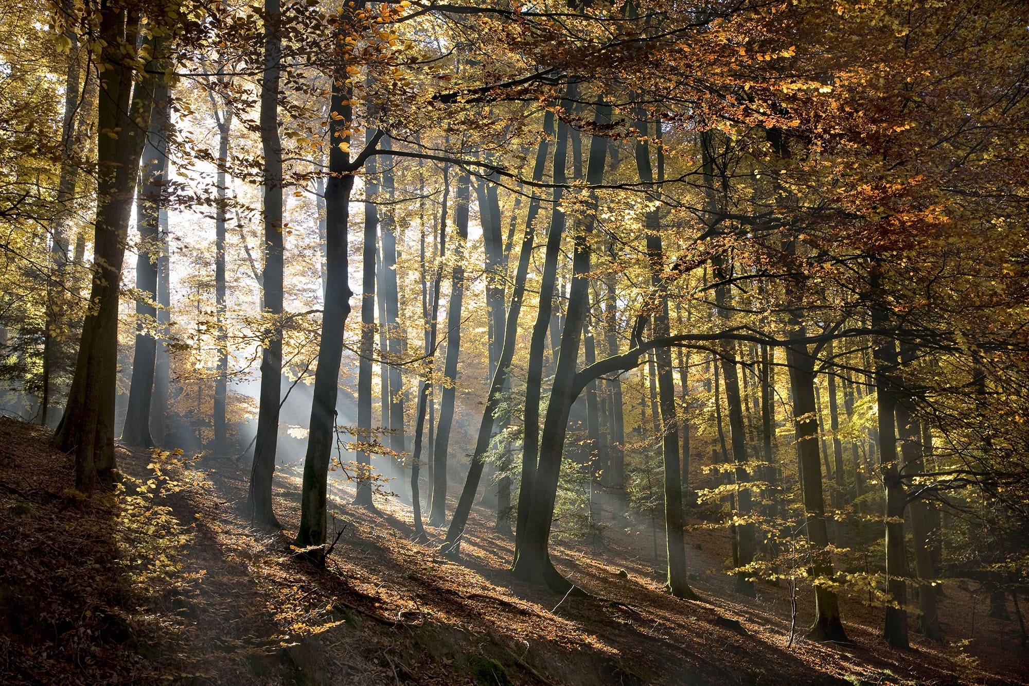 L'Alsace Bossue, région forestière