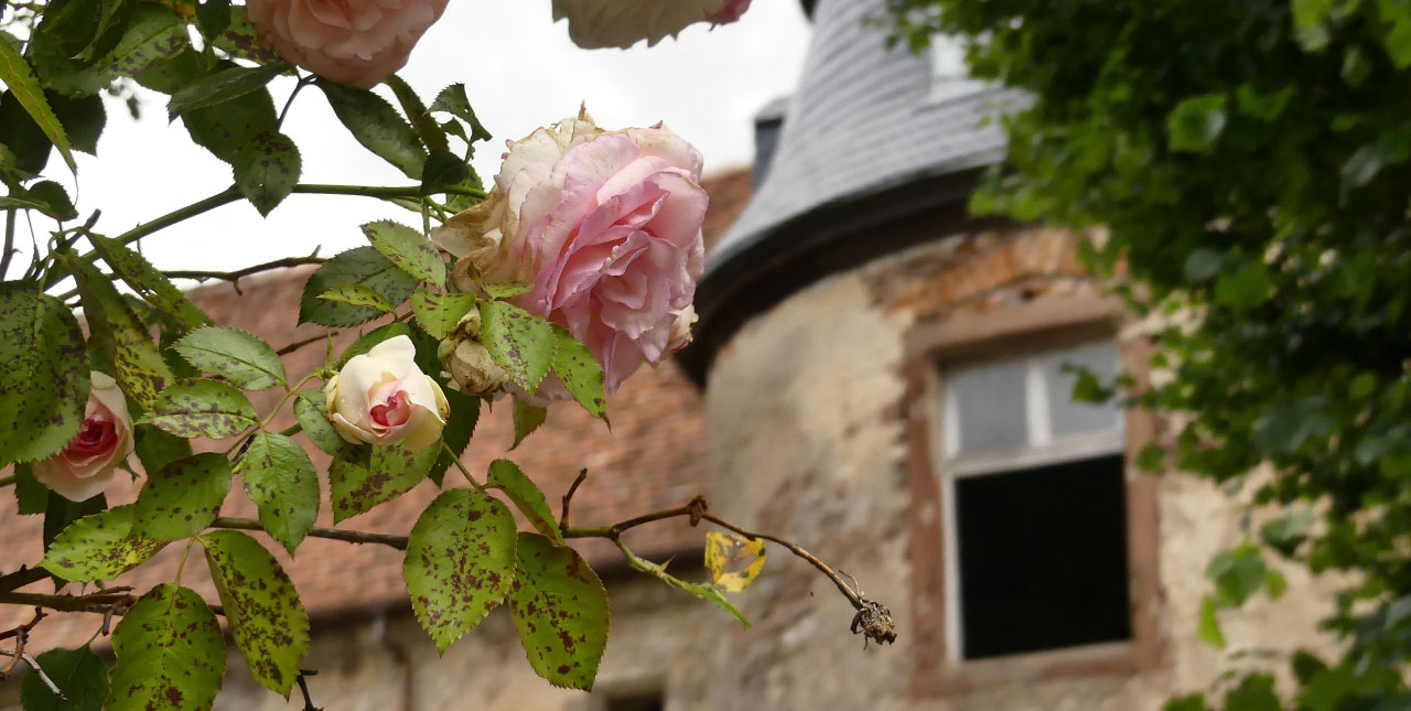Visitez l'Alsace Bossue Vue du château de Lorentzen